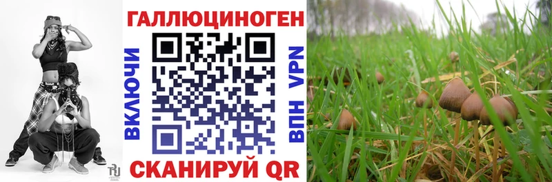 Псилоцибиновые грибы Cubensis  Чегем 